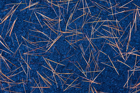 Pine Needles