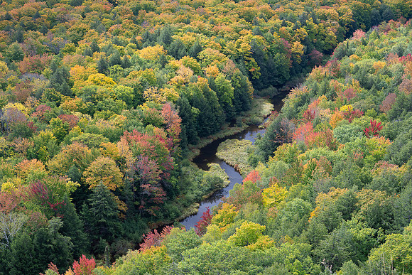 Creek through the Woods