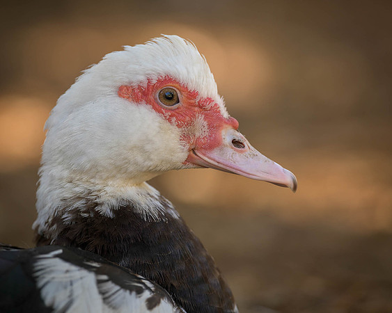 Duck portrait