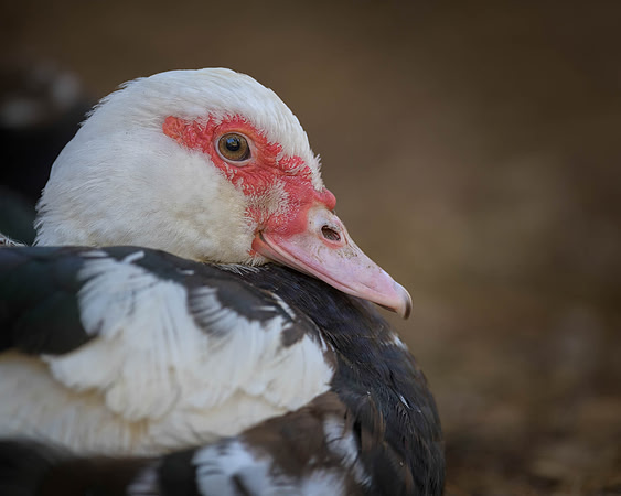 Duck portrait
