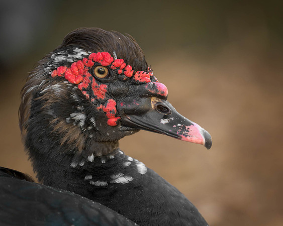 Duck portrait