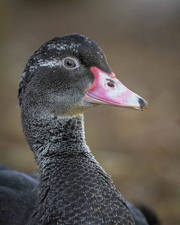 Duck portrait