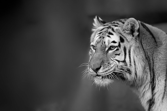 Amur tiger