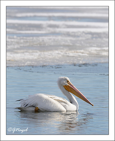 American White Pelican