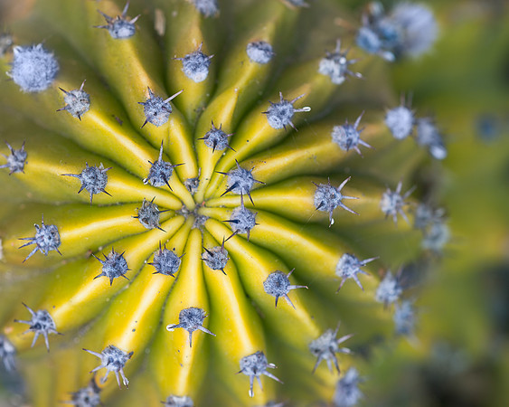 Sea-urchin cactus