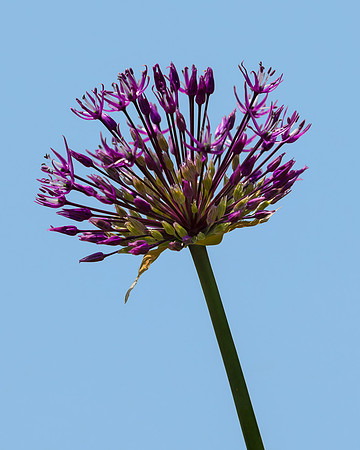 Early Emperor Onion