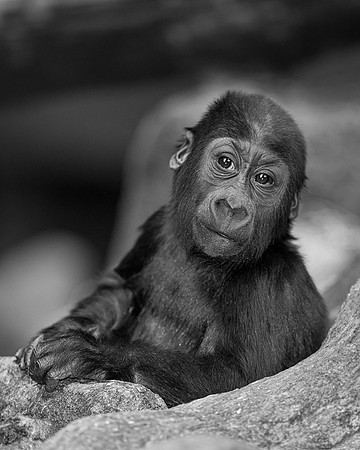 Baby gorilla