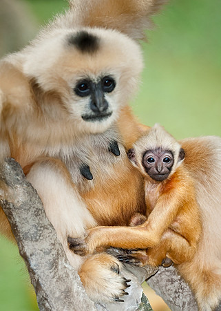 Mother and baby gibbon