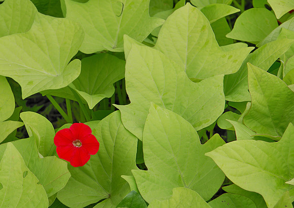 Lone red impatien