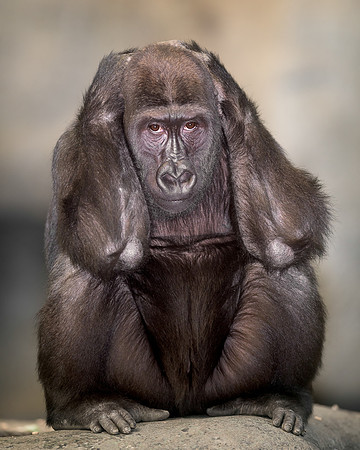 Gorilla