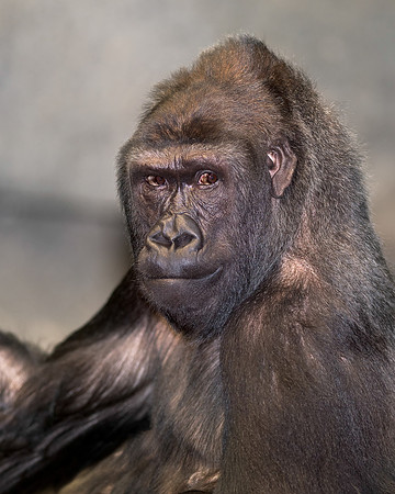 Gorilla