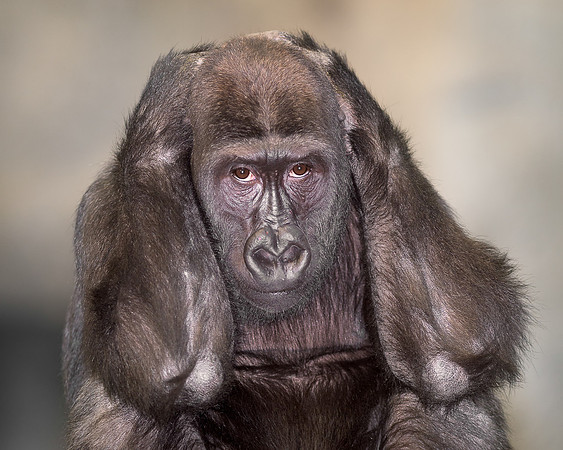 Gorilla