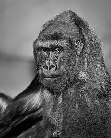 Gorilla