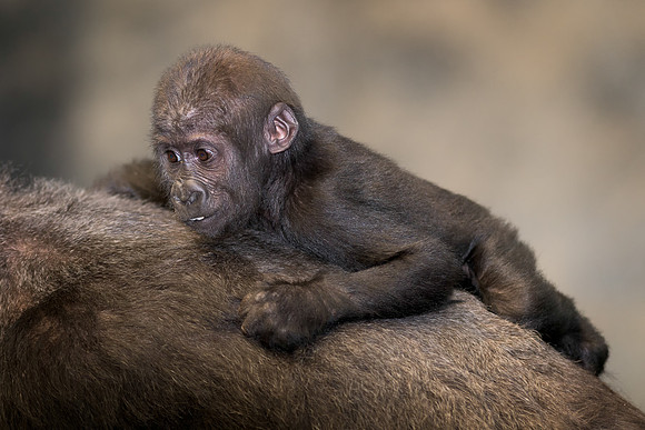 Baby gorilla