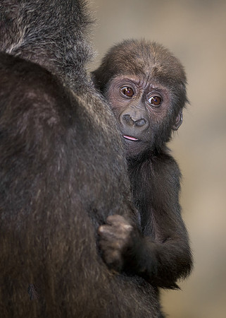 Baby gorilla
