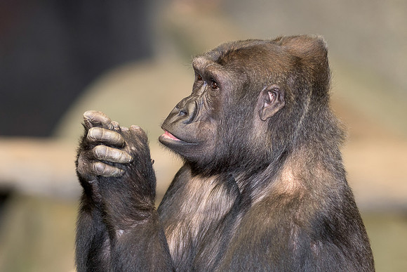 Gorilla