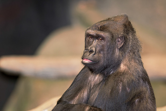 Gorilla