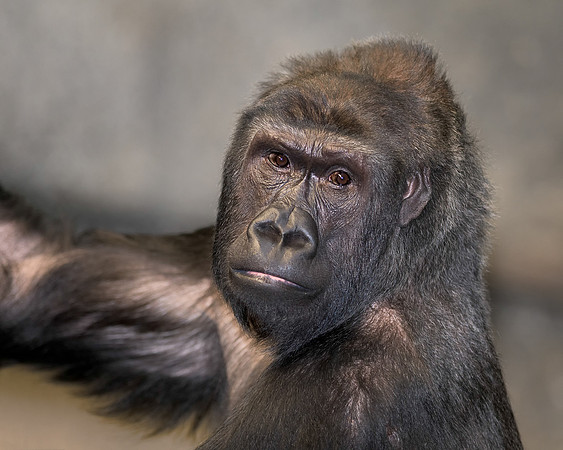 Gorilla