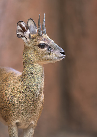 Klipspringer