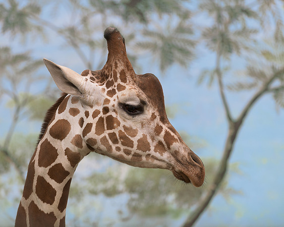 Giraffe