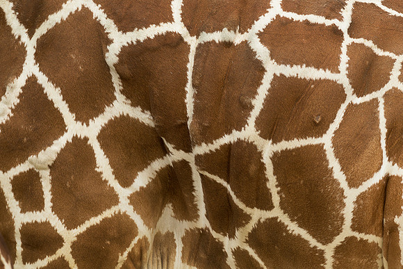 Giraffe skin