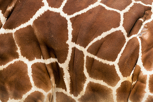Giraffe skin