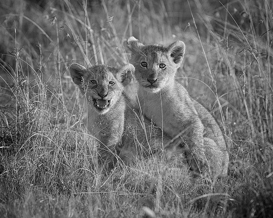 Lion Cubs