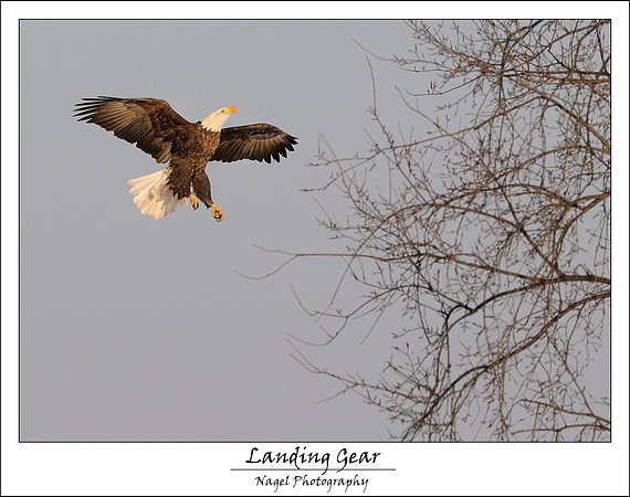 Landing gear