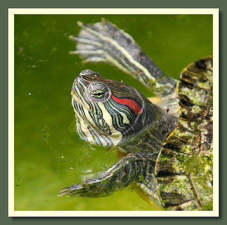 Turtle comes up for air