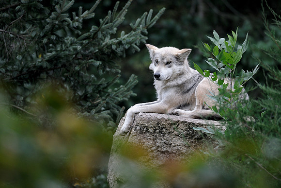 Wolf in the woods