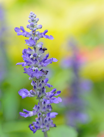 Russian sage