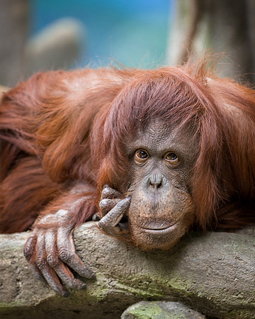 Orangutan