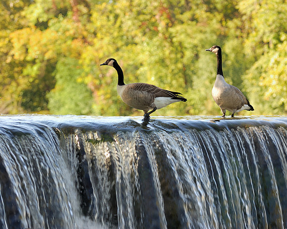 Canada geese