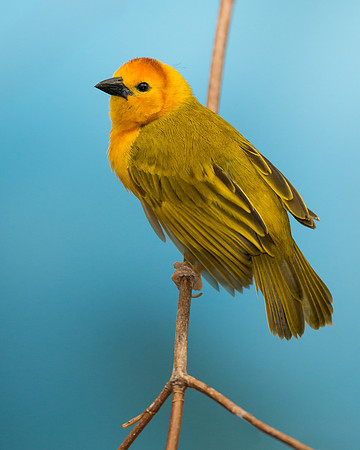 Golden Weaver