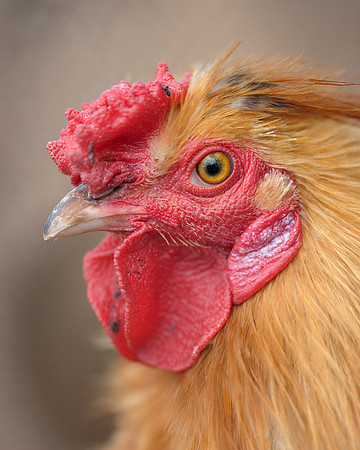 Rooster