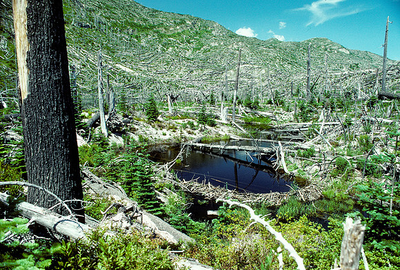 Meta Lake beaver dam
