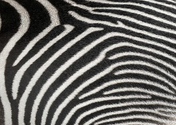 Zebra stripes