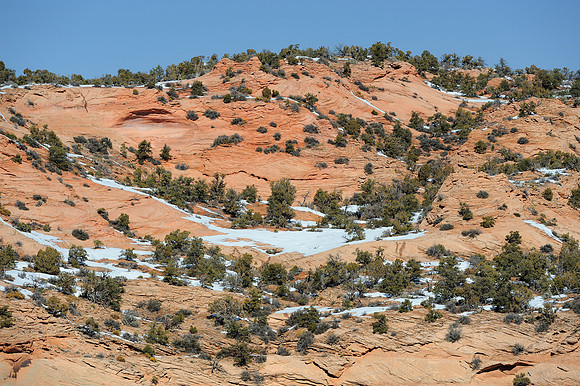 Pinyon pine forest
