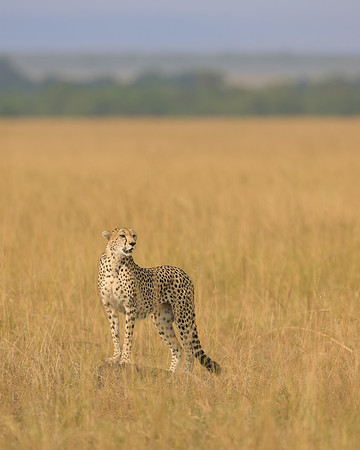 Cheetah