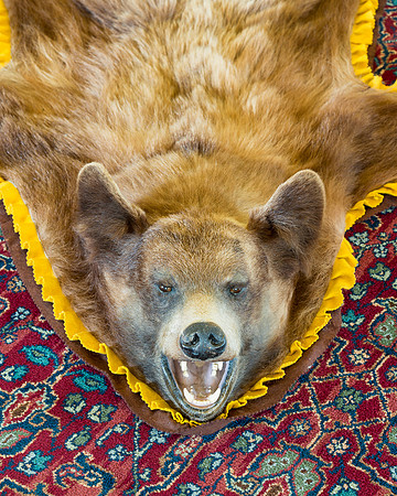 Cinnamon bear rug