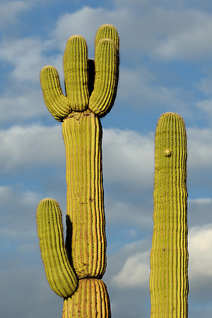 Saguaro cactus