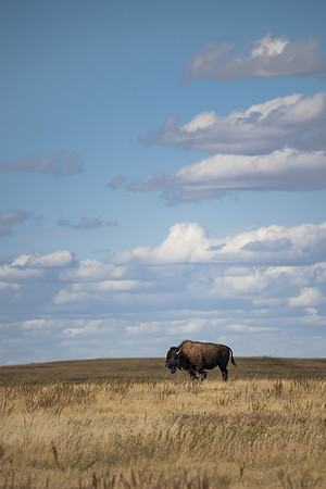 Bison