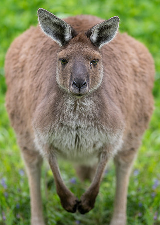 Kangaroo