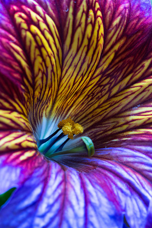 Psychedelic flower
