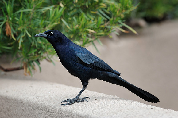 Bird on ledge