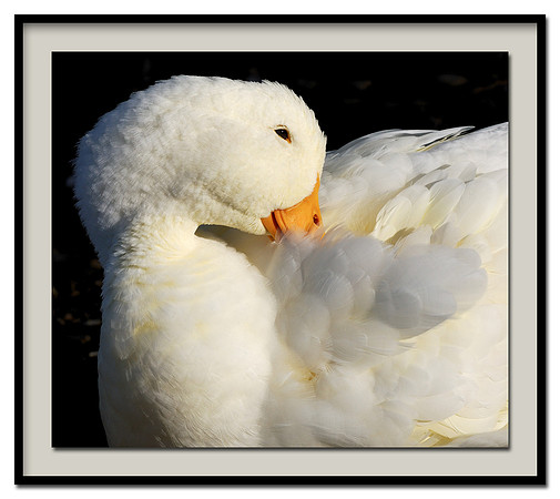 Beak in feathers
