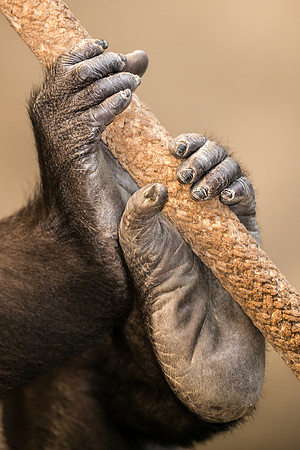 Hand over foot