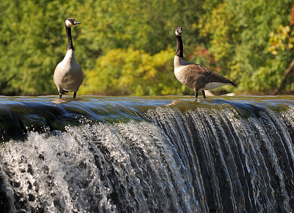 Canada geese