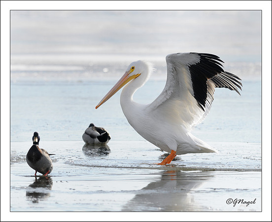 White pelican lands amongst ducks