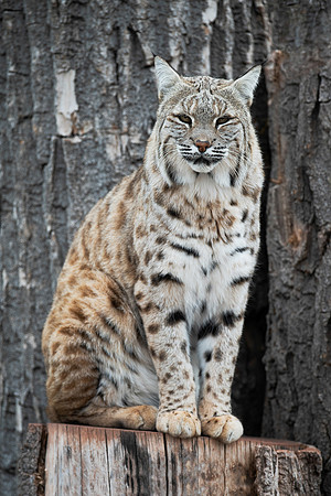 Bobcat